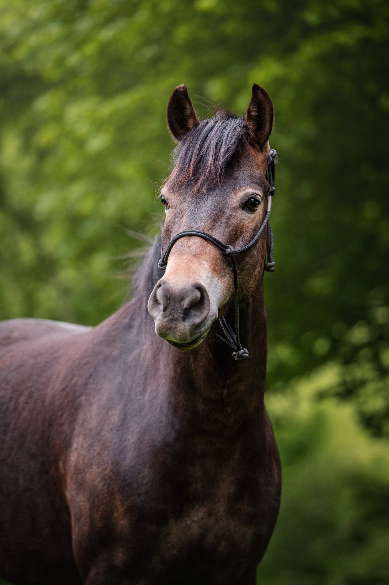 New-Forest-Pony Charmeur