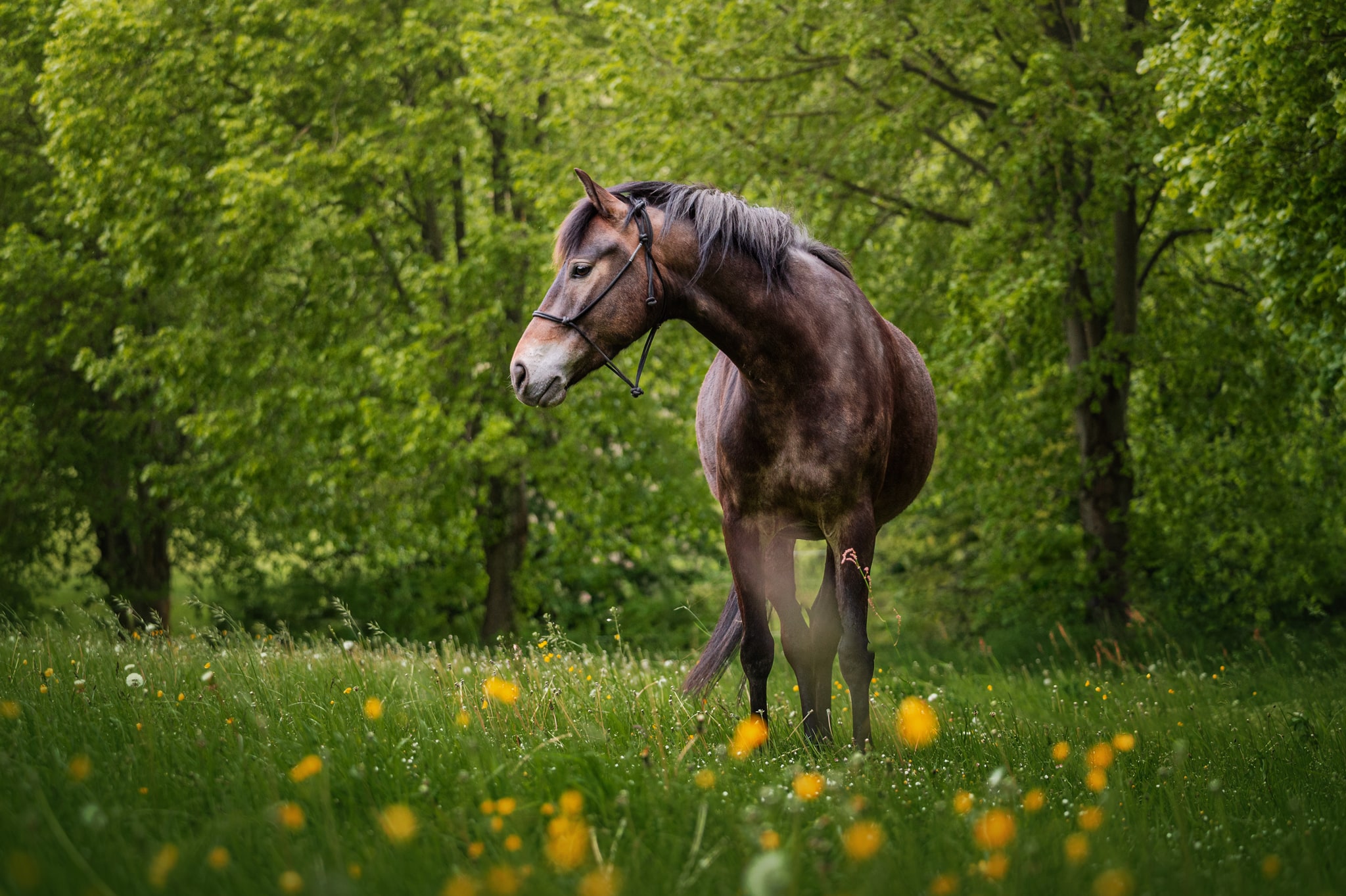 Charmeur auf der Blumenwiese