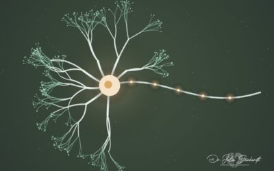 Dein Nervensystem im Alarmmodus – und wie du es wieder herunterfährst