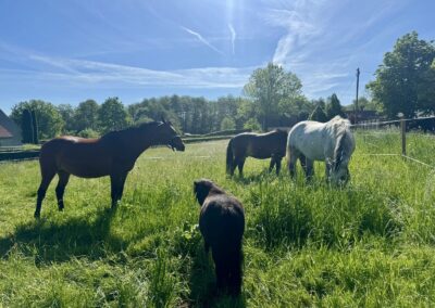 Die Pferdeherde mit Mini-Shetty Herkules auf der Sommerkoppel