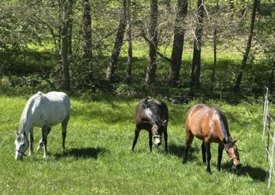 Drei Pferde grasen gemeinsam auf der Weide am Waldrand