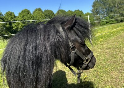 Mini-Shetty Herkules auf der Weide